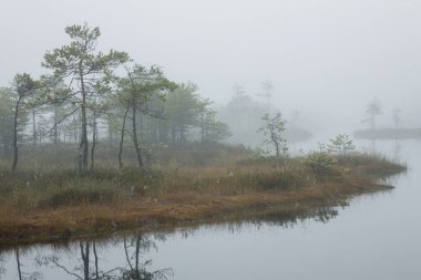 Huzurlu bir göleti ve seyrek çam ağaçları olan puslu bir manzara. Sisli orman zeminli atmosferik ve sakin bir sahne. Doğa, manzara ya da atmosferik projeler için mükemmel..