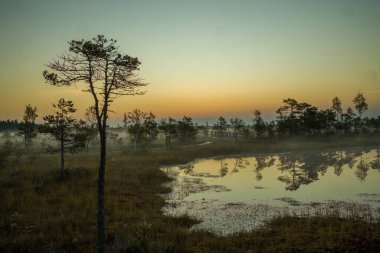 Gün doğumunda ya da günbatımında sakin sulak arazi manzarası. Renkli gökyüzünün yansımaları ve karanlık sudaki siluetli ağaçlar. Huzurlu ve huzurlu doğa sahnesi.