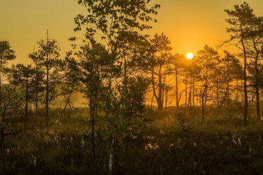 Güneşin doğuşunda ya da batışında sakin sulak arazi. Karanlık su renkli gökyüzünü ve siluetli ağaçları yansıtır. Huzurlu ve huzurlu doğa sahnesi. Doğa, seyahat ve peyzaj projeleri için mükemmel.