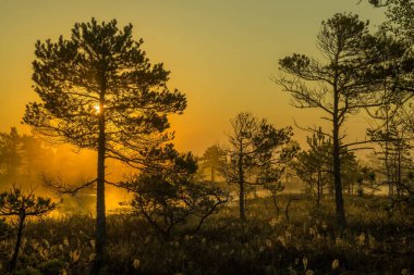 Güneşin doğuşunda ya da batışında sakin sulak arazi. Karanlık su renkli gökyüzünü ve siluetli ağaçları yansıtır. Huzurlu ve huzurlu doğa sahnesi. Doğa, seyahat ve peyzaj projeleri için mükemmel.