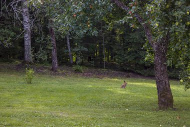 Karanlık bir orman zeminli çimenli bir tarlada tavşan ya da tavşan. Doğal vahşi yaşam sahnesi. Huzurlu ve huzurlu bir atmosfer. Doğa, vahşi yaşam ya da kırsal temalı projeler için mükemmel.