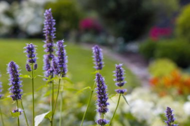Canlı mor Agastache Hyssop çiçeklerinin yakın çekimi. Benzersiz çiçek dikenlerinin detaylı görüntüsü. Bulanık yeşil bahçe arka planı. Doğa, bahçe ya da çiçek projeleri için mükemmel. Tozlaştırıcıları çeker.