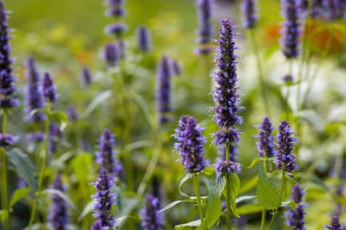 Canlı mor Agastache Hyssop çiçeklerinin yakın çekimi. Benzersiz çiçek dikenlerinin detaylı görüntüsü. Bulanık yeşil bahçe arka planı. Doğa, bahçe ya da çiçek projeleri için mükemmel. Tozlaştırıcıları çeker.