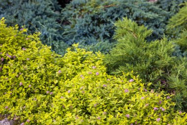 Resim, canlı bir bahçe sahnesi sergiliyor, yemyeşil ve sarı yapraklar, küçük mor çiçeklerle harmanlanmış, süs bitkilerinin güzelliğini ve çeşitliliğini vurguluyor.
