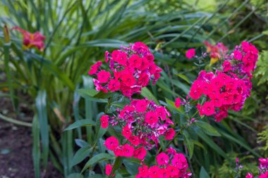 Bu resim, yemyeşil yeşilliklerle çevrili canlı pembe fenik çiçekleri sergiliyor. Parlak, renkli yapraklar yeşilliğe karşı çarpıcı bir kontrast oluşturuyor.