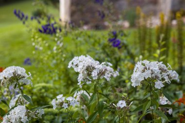 Çiçek açmış güzel beyaz Phlox çiçeklerinin yakın çekimi. Renkli bahçe bitkilerinin bulanık arkaplanı. Doğa, bahçe ya da çiçek projeleri için mükemmel. Yaz ya da bahar sahnesi.