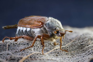 Detailed macro photo of a cockchafer beetle May bug. Close-up view of its intricate features. Wildlife and nature photography. Perfect for scientific or educational use. clipart