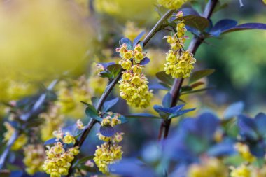 Parlak sarı çiçeklerle beslenen eşek arısının detaylı makro fotoğrafı. Böceğin karmaşık özelliklerine yakından bak. Vahşi yaşam ve doğa fotoğrafçılığı. Bilimsel veya eğitici kullanım için mükemmel.