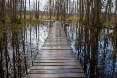 Sakin bir tahta yol, sakin su yüzeyindeki yüksek ağaçları yansıtan Sloka Gölü Doğa Yolu 'nun sakin sulak alanlarında dolaşır. Gökyüzü bulutlu, huzur dolu..