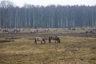 Orman zeminli geniş bir arazide otlayan at sürüleri. Doğal vahşi yaşam sahnesi. Huzurlu ve huzurlu bir atmosfer. Doğa, kırsal ya da hayvan temalı projeler için mükemmel.