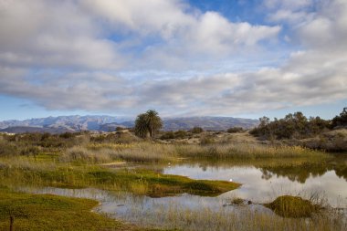 La Charca de Maspaloma - Gran Canaria 'da bir kuş gözlemcisi cenneti. Göl, kuşlar ve vahşi yaşam için bir sığınak. Bu da onu kuş gözlemcileri için popüler bir yer yapıyor..
