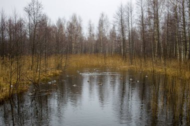 Çıplak ağaçlar ve kısmen donmuş ya da film kaplı bir yüzeyi olan sakin bir göl sahnesi. Sisli ya da sisli bir atmosfer. Huzurlu ve huzurlu doğa manzarası.