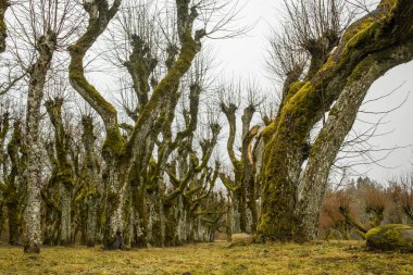 Katvari, Letonya 'da ağaçlarla çevrili bir yol. Yosun dolu çıplak ağaçlar huzurlu ve huzurlu bir manzara yaratır. Seyahat, doğa ya da peyzaj projeleri için mükemmel. Sonbahar ya da kış atmosferi.
