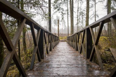 Sisli bir ormanda tahta köprü. Düşük açı perspektifi köprüyü ve etrafındaki ağaçları vurguluyor. Huzurlu ve huzurlu doğa sahnesi. Doğa, seyahat ve peyzaj projeleri için mükemmel.