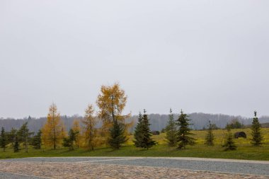 Sonbahar renklerinde bir tarla da dahil olmak üzere, bir tarla ve asfalt bir alanda sıralanmış ağaçlar. Hava bulutlu. Huzurlu ve doğal manzara. Doğa, manzara ya da mevsimlik projeler için mükemmel.