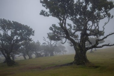 Madeira 'daki Fanal Ormanı' nın mistik cazibesini keşfedin. Sisin antik ağaçları sardığı yerde huzur ve doğal güzelliğin büyüleyici bir manzarası vardır..