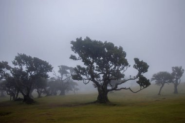 : Madeira 'nın Fanal Ormanı' nda gizemli bir sahne. Eski, yosun kaplı ağaçların sisle örtülü olduğu yer. Göksel ve dingin atmosfer bu büyüleyici ormanın dokunulmamış güzelliğini vurgular..