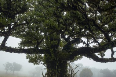 Bu görüntüde Madeira 'nın Fanal Ormanı, sisle kaplanmış eski, yosun kaplı ağaçlarını sergiliyor. Bereketli yeşillik ve atmosferik sis huzurlu ve büyüleyici bir vahşi doğa manzarası yaratır..