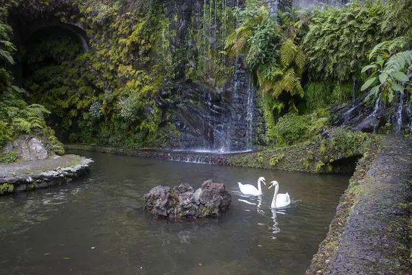 Monte Palace Garden 'da, iki kuğu canlı yeşillikler ve çarpıcı bir şelaleyle çevrili sakin sularda zarifçe yüzüyor. Bu nefes kesici konum rahatlama ve sükuneti davet ediyor..