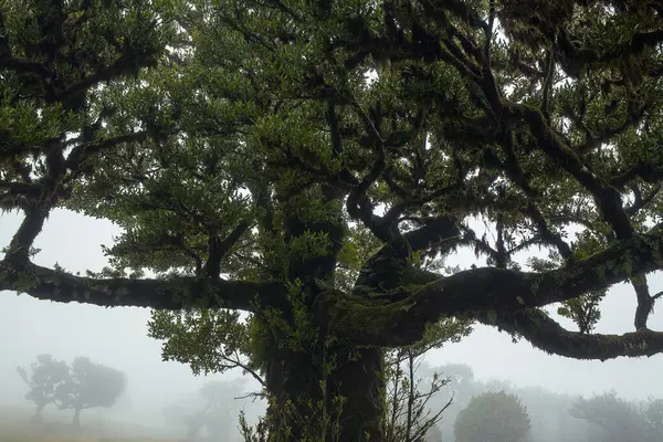 Bu görüntüde Madeira 'nın Fanal Ormanı, sisle kaplanmış eski, yosun kaplı ağaçlarını sergiliyor. Bereketli yeşillik ve atmosferik sis huzurlu ve büyüleyici bir vahşi doğa manzarası yaratır..