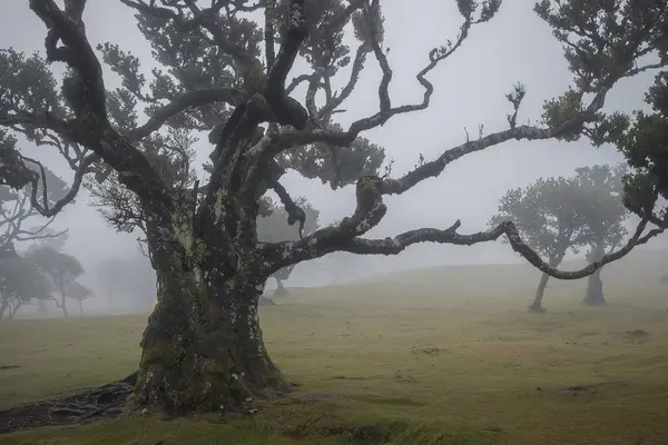 Madeira 'daki Fanal Ormanı' nın mistik güzelliğini yakalayan bu resim, bulutlu bir gökyüzü altında sis örtülü ağaçlar sergiliyor, bereketli doğal ortamdaki sükunet ve entrikayı çağrıştırıyor..