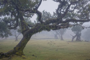 Madeira 'daki Fanal Ormanı' nın mistik güzelliğini yakalayan bu resim, bulutlu bir gökyüzü altında sis örtülü ağaçlar sergiliyor, bereketli doğal ortamdaki sükunet ve entrikayı çağrıştırıyor..