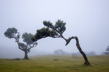 Bu görüntü Madeira 'nın Fanal Ormanı' nın mistik güzelliğini yakalıyor, yosun kaplı ağaçlar eşsiz şekillerde bükülmüş ve sisle örtülmüş, büyüleyici ve sakin bir atmosfer yaratıyor..