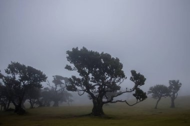 Misty Fanal Ormanı, Madeira. Sisteki karamsar ağaçlar atmosferik ve gizemli bir manzara yaratır. Doğa ve seyahat temaları için mükemmel.