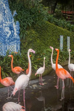 Pembe ve beyazın çeşitli tonlarındaki flamingolar, Madeira 'daki Monte Palace Garden' daki sakin bir su kaynağının yanında zarif bir şekilde dururlar. Yeşillik ve sanatsal zemin bu vahayı güzelleştiriyor..