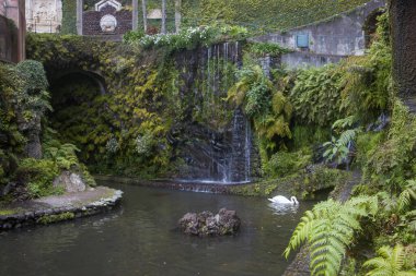 Ziyaretçiler, Madeira 'daki Monte Palace Garden' ın doğal güzelliğinin tadını çıkarıyorlar. Sakin bir gölet, yemyeşil bir bitki örtüsünü yansıtıyor ve sakin sularda zarif bir kuğu süzülüyor..