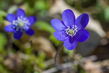 Güneşli bir bahar gününde yeşil yaprakların arasında narin yaprakları olan iki çarpıcı mor çiçek açıyor. Arkaplanda bulanık yeşillik var, güzelliklerini arttırıyor..