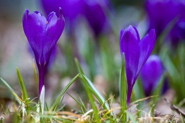 Mor timsahlar taze yeşil çimlerin arasında parlak bir şekilde çiçek açarak baharın gelişini işaret ediyorlar. Güneş ışığı çiçekleri güzel aydınlatır, renklerini güçlendirir..