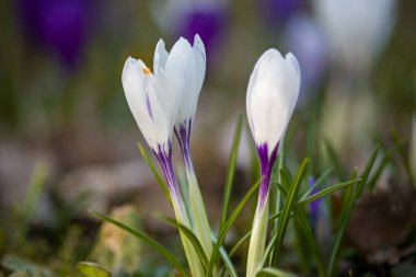 Baharın başlarında canlı bir bahçede ortaya çıkan timsahlar taze yeşil çimlerle çevrili narin beyaz ve mor yapraklar sergiliyorlar. Doğa renkli çiçeklerle uyanır..