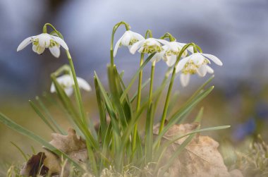 Yerden beyaz kar damlaları çıkar, zarif yaprakları, baharın başlarında huzurlu bir bahçede, yakınlardaki kuru yapraklarla çelişir. Yumuşak arkaplan bulutlu gökyüzünde ipuçları verir.