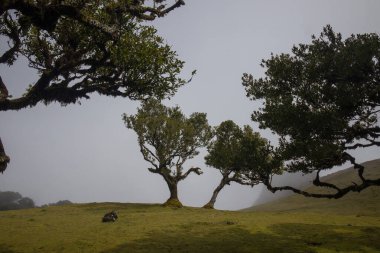 Sis, Madeira 'daki büyüleyici Fanal Ormanı' nı örterek çarpık antik ağaçları sergiliyor. Manzara yeşil çimenler ve sakin bir atmosfere sahip, keşif ve yansımaya davetiye çıkarıyor..