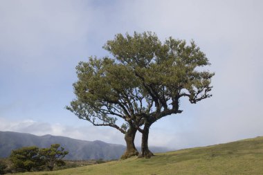 Madeira Fanal Ormanı, mistik bir atmosferin ortasında ayakta duran antik ağaçları sergiliyor. Manzara yemyeşil ve gölgelerle dolu. Bu da ziyaretçiler için sakin bir kaçış sağlıyor..