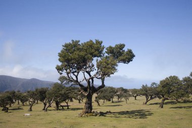 Yeşillik ve ikonik defne ağaçları Madeira 'daki Fanal Ormanı' nın manzarasına hakimdir. Doğanın parlak mavi bir gökyüzü altında yeşerdiği bu huzurlu ortamda yolculuk.