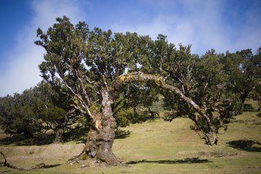 Madeira 'daki Fanal Ormanı, eski ağaçlarla dolu sihirli bir manzara sergiliyor. Dalları, berrak mavi gökyüzünün altında canlı yeşil alanlar arasında büyüleyici bir atmosfer yaratıyor..