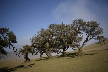 Uzun, bükülmüş ağaçlar Madeira 'daki Fanal Ormanı' na hükmediyor. Dalları mavi gökyüzünün arka planına uzanıyor..