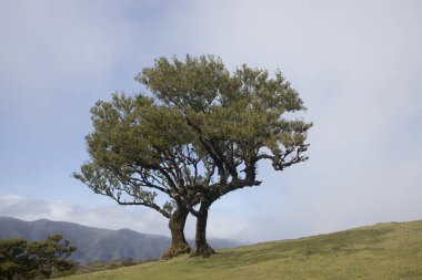 Madeira Fanal Ormanı 'nın göbeğinde, bu büyüleyici yerin yemyeşil ve huzurlu atmosferini gösteren, görkemli bir manzaranın ortasında tek bir defne ağacı duruyor..