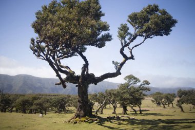 Görkemli ağaçlar, Madeira Fanal Ormanı 'nın manzarasına hükmediyor. Dalları açık mavi gökyüzüne doğru uzanıyor. Bu dingin ortam keşif ve hayranlığa davetiye çıkarıyor..