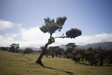 Dalları bükülmüş eşsiz ağaçlar, Madeira 'da güneşli bir günde Fanal Ormanı' nda yemyeşil tarlaların arasında duruyor. Doğanın büyüleyici güzelliğini vurguluyor..