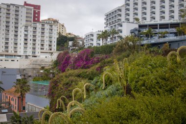 Tropikal bitki ve çiçeklerle dolu canlı bahçeler Funchal, Madeira 'daki modern mimariye karşı çarpıcı bir tezat oluşturuyor..