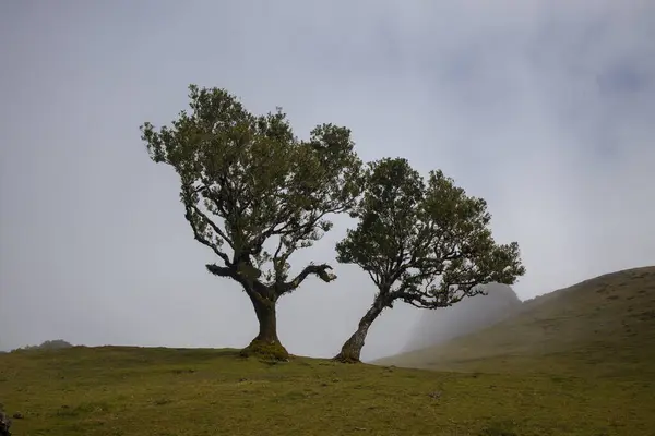 Fanal Ormanı 'nda, kadim ağaçlar sisin içinde zarif bir şekilde yükselip büyüleyici bir atmosfer yaratırlar. Huzurlu manzara, doğal güzelliğin ortasında keşif ve yansımaya davetiye çıkarır..
