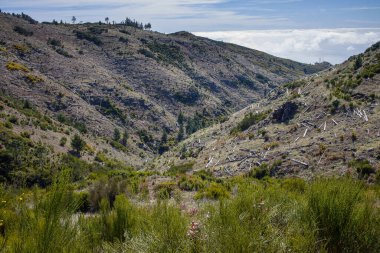 Madeira 'daki bir vadide, ön planda ormanların yok edildiği alanlarla çelişen yemyeşil alanlar bulunur. Yuvarlanan tepeler hem doğal güzelliğin hem de çevresel etkinin altını çiziyor.