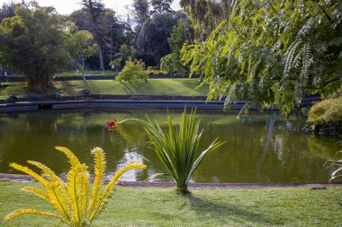 Madeira 'daki yemyeşil bahçeler, sakin bir göleti çevreleyen canlı yeşillikler. Egzotik bitkiler renk katar, barışçıl atmosfer ise doğanın ortasında rahatlama ve yansımayı davet eder..