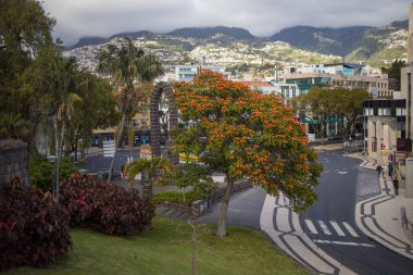 Funchal, Madeira 'daki marinayı gösteren muhteşem bir manzara. Limanı çevreleyen yemyeşil ağaçlar ve canlı bitkiler, teknelerin bir dağ ve mavi gökyüzüne kenetlendiği yer..