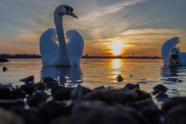 Güneş arka planda batarken, iki zarif kuğu suda huzur içinde yüzüyor. Sıcak renkler ve yansımalarla vurgulanan sakin bir atmosfer yaratıyor..