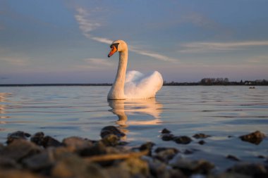 Gün batımında bir kuğu sakin bir gölün yüzeyinde zahmetsizce süzülür. Yumuşak renkler suyu yansıtır, gösterişli doğalar akşam parlaklığında sakinlik.