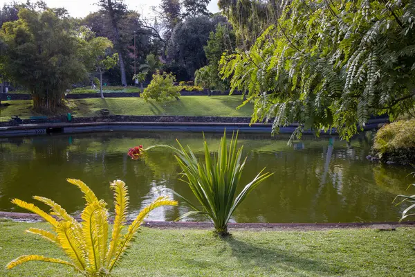 Madeira 'daki yemyeşil bahçeler, sakin bir göleti çevreleyen canlı yeşillikler. Egzotik bitkiler renk katar, barışçıl atmosfer ise doğanın ortasında rahatlama ve yansımayı davet eder..